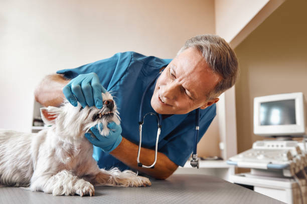Best Emergency Dental Care for Broken or Chipped Teeth in Coleman, TX